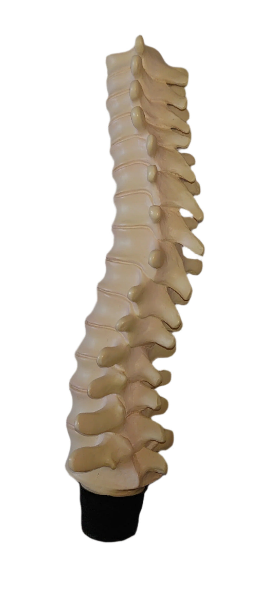 Professor Remus Lupin Vertebrae Candle Stick Holder By Noble Collection From Harry Potter And The Prisoner Of Azkaban
