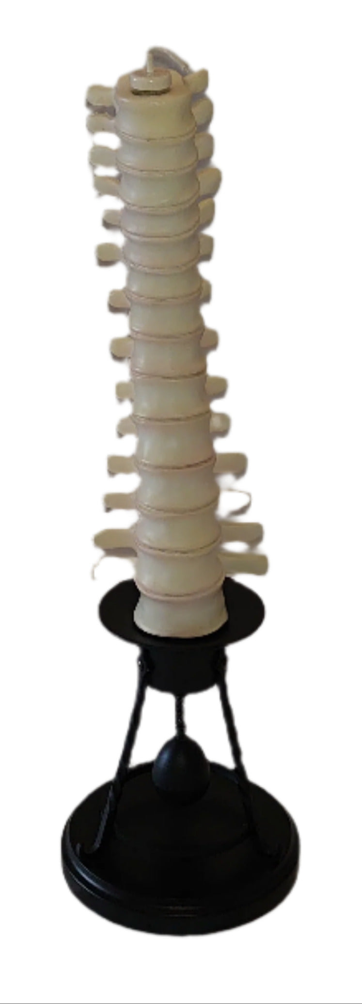 Professor Remus Lupin Vertebrae Candle Stick Holder By Noble Collection From Harry Potter And The Prisoner Of Azkaban