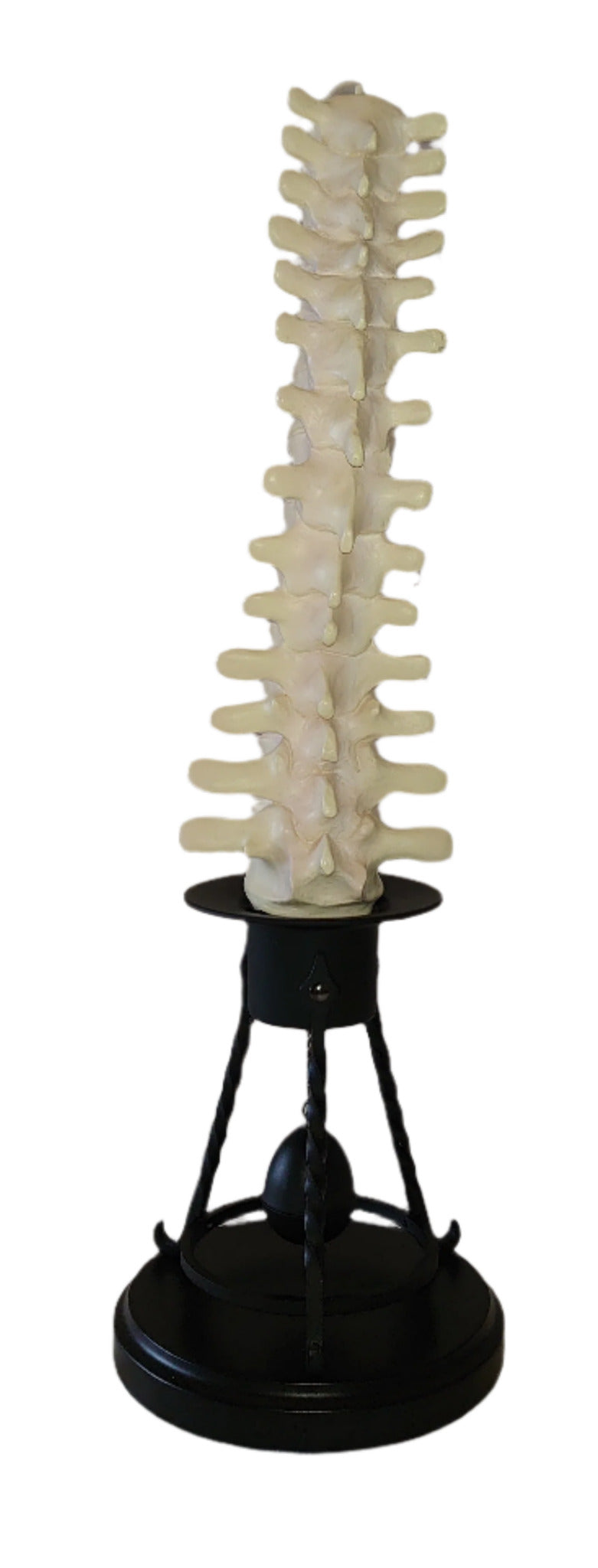 Professor Remus Lupin Vertebrae Candle Stick Holder By Noble Collection From Harry Potter And The Prisoner Of Azkaban